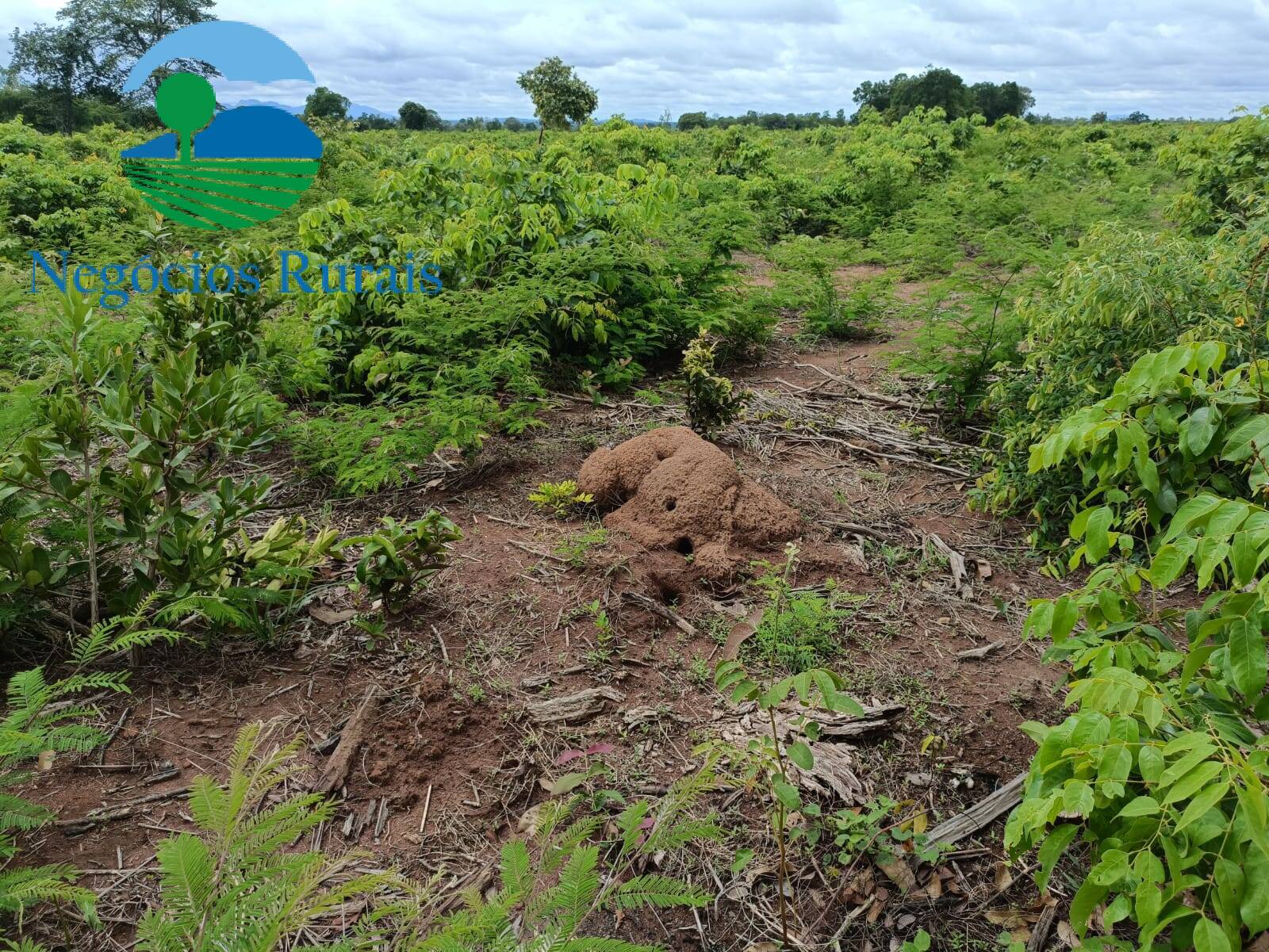 Fazenda de 629 ha em Jaú do Tocantins, TO