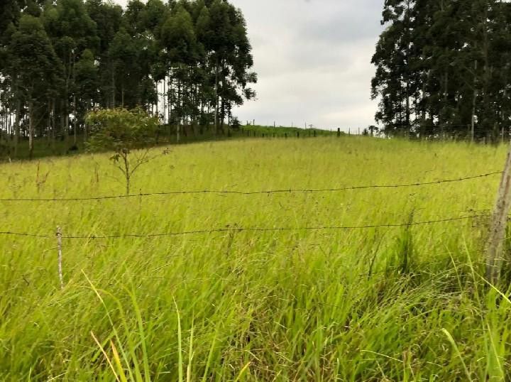 Sítio de 2 ha em Santo Antônio da Patrulha, RS