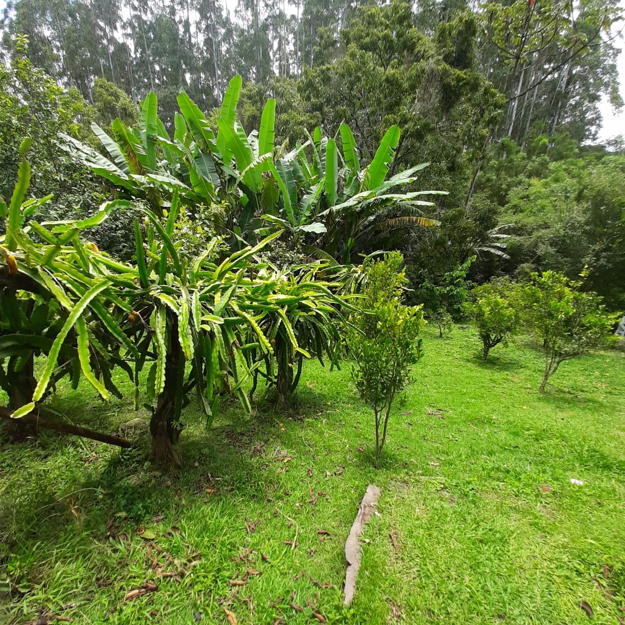 Chácara de 5.000 m² em Sapucaí-Mirim, MG