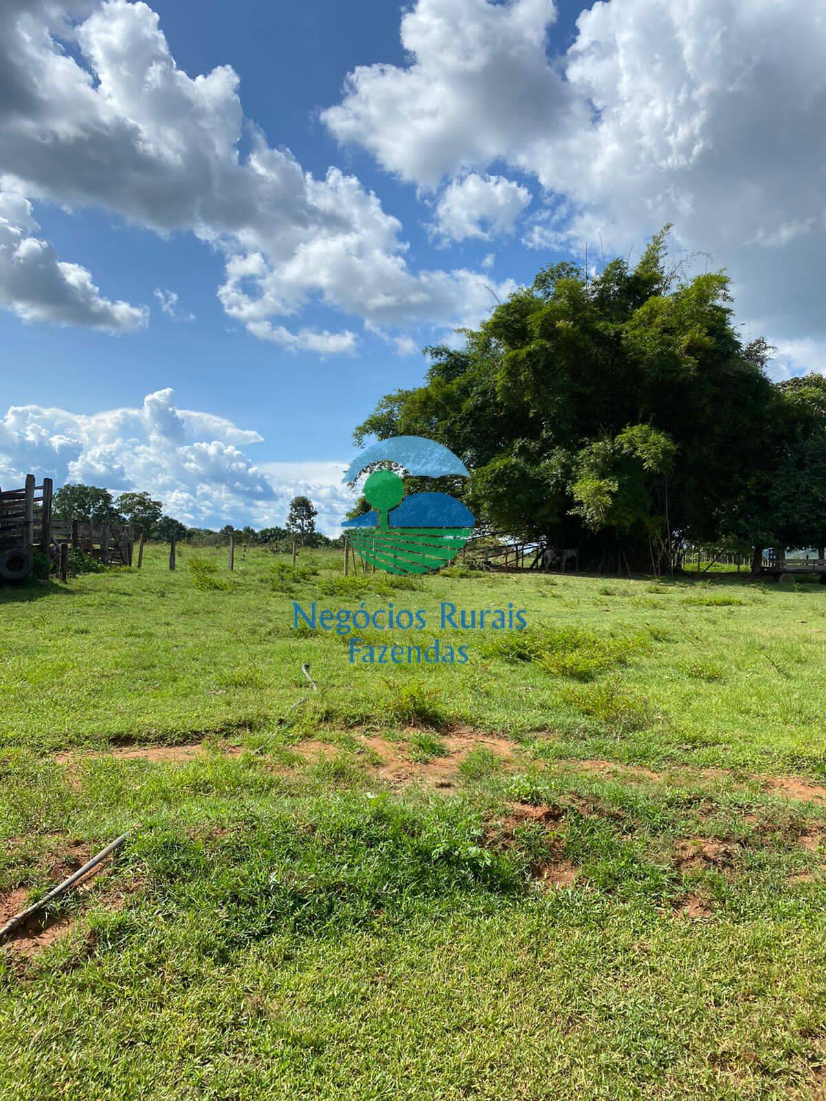 Fazenda de 435 ha em Paraíso do Tocantins, TO