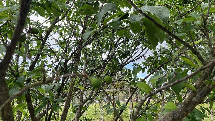 Sítio de 12 ha em Santo Antônio da Patrulha, RS