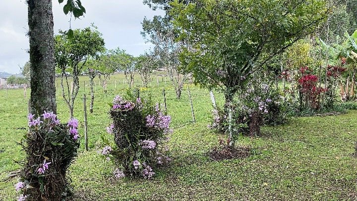 Sítio de 12 ha em Santo Antônio da Patrulha, RS