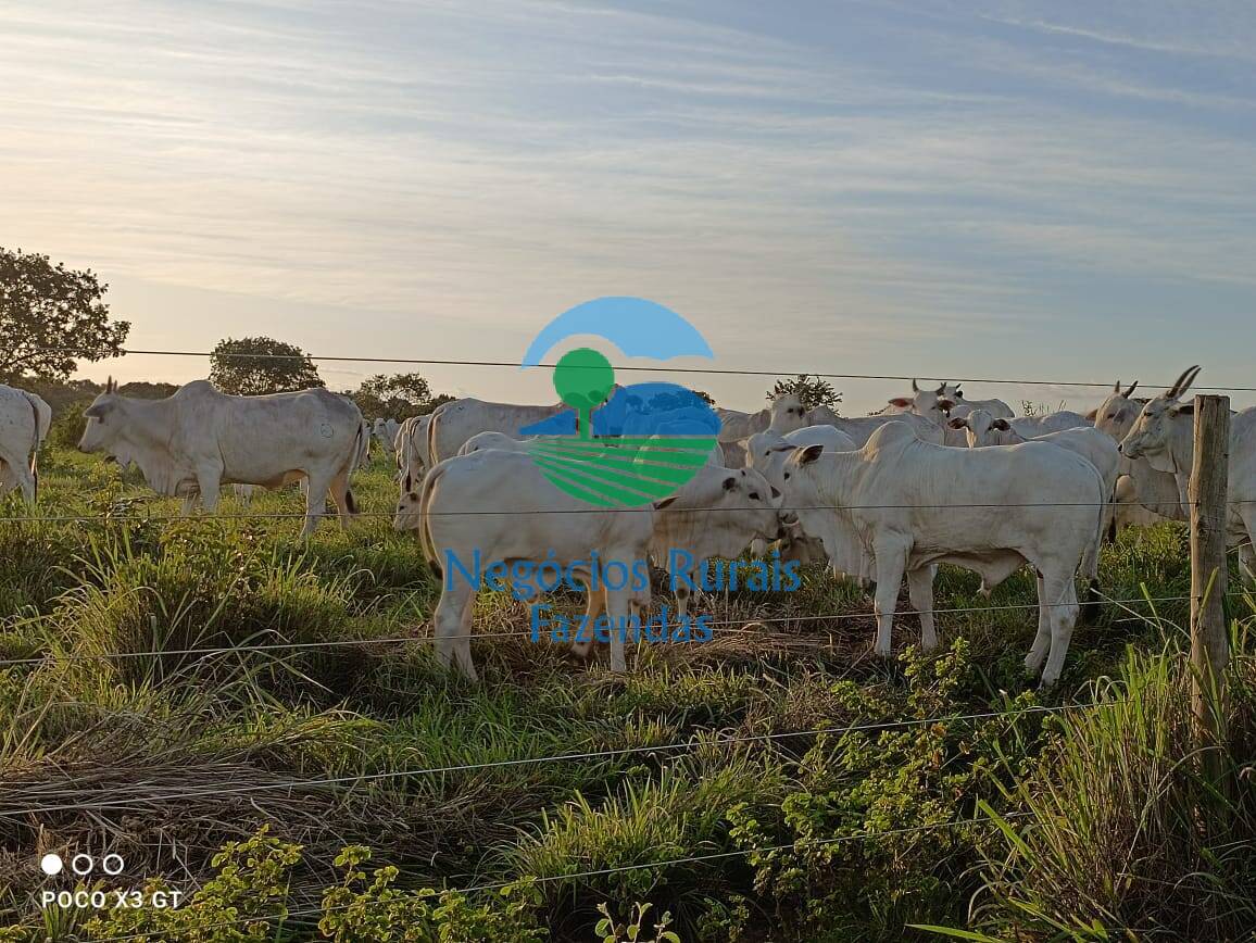 Fazenda de 726 ha em Novo Planalto, GO