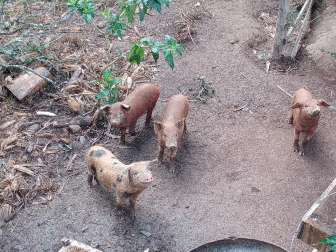 Sítio de 56 ha em São Luiz do Paraitinga, SP