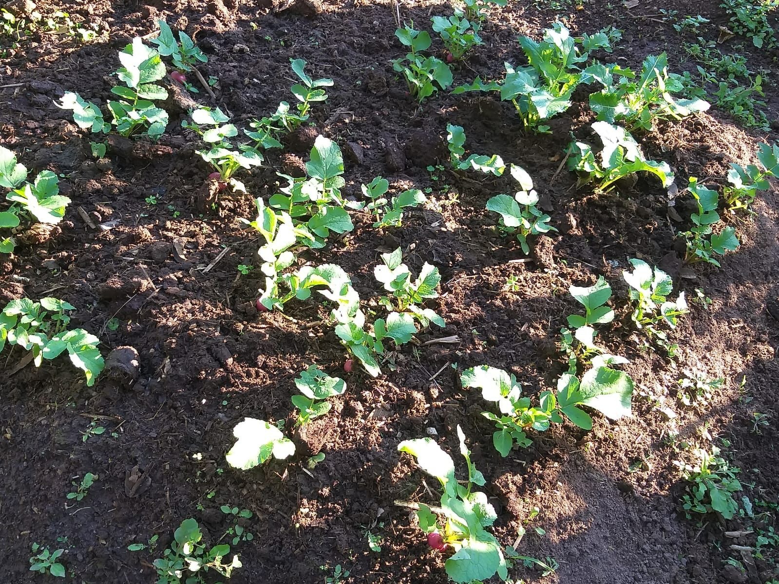 Sítio de 10 ha em Paraisópolis, MG