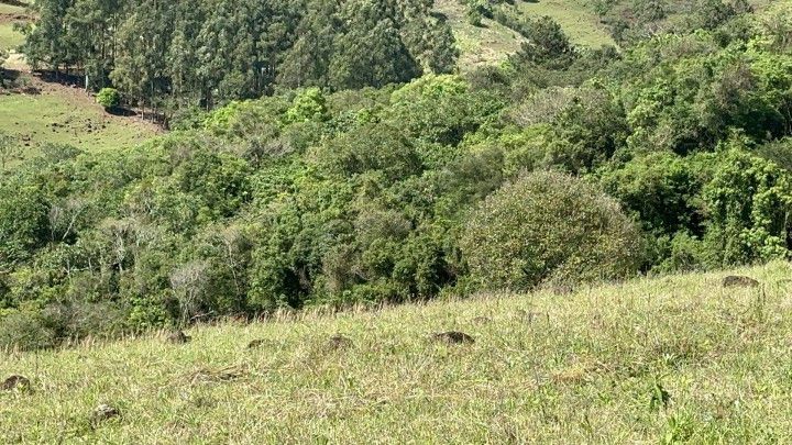 Chácara de 10 ha em Santo Antônio da Patrulha, RS