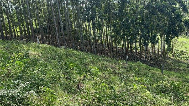 Chácara de 10 ha em Santo Antônio da Patrulha, RS