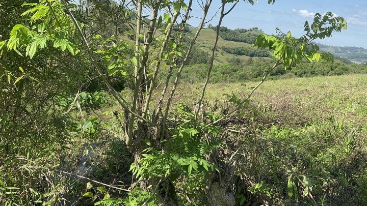 Chácara de 10 ha em Santo Antônio da Patrulha, RS