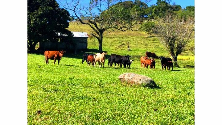 Fazenda de 60 ha em Taquara, RS