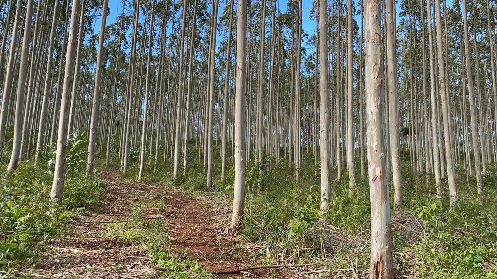 Fazenda de 75 ha em Osório, RS