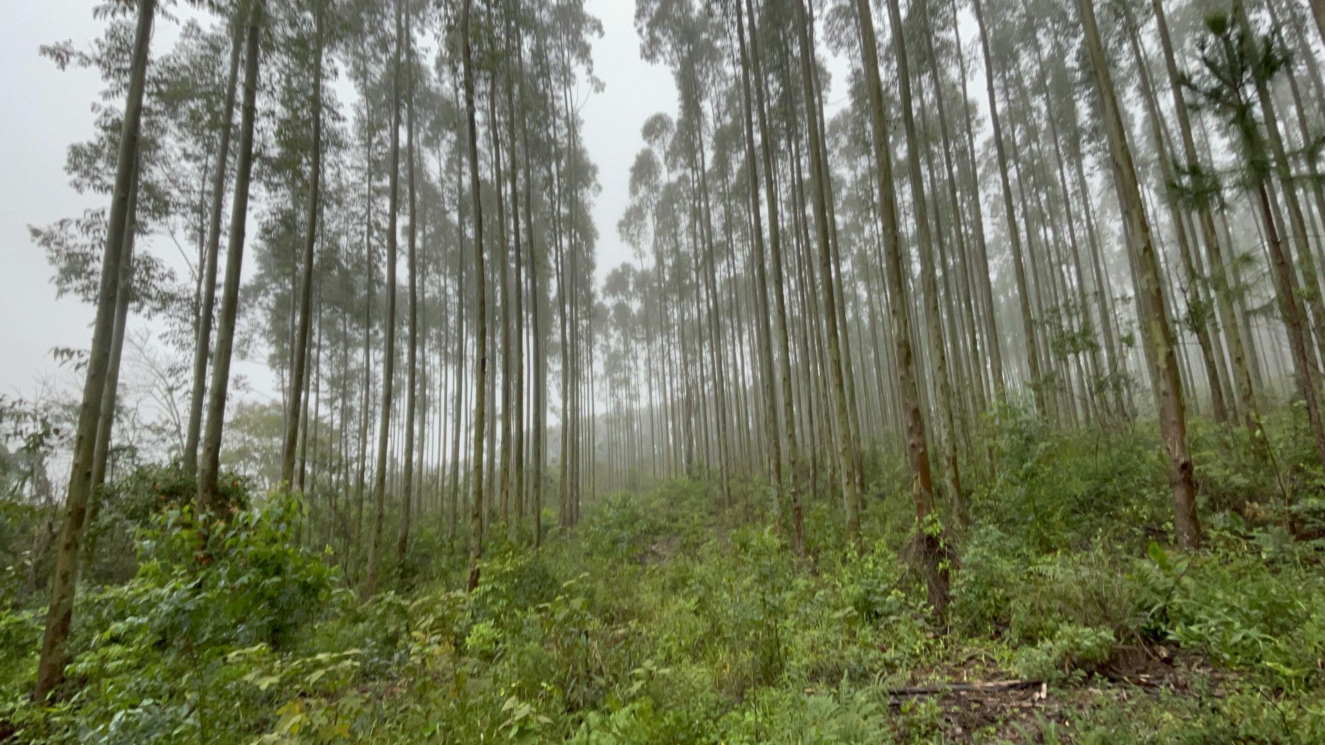 Fazenda de 75 ha em Osório, RS