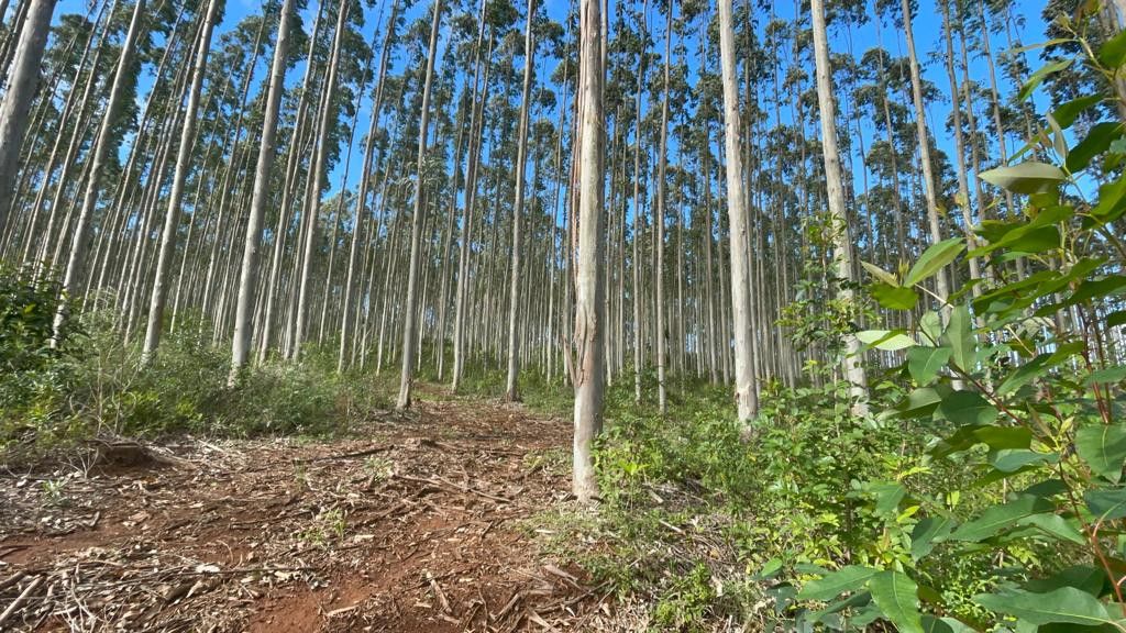 Fazenda de 75 ha em Osório, RS