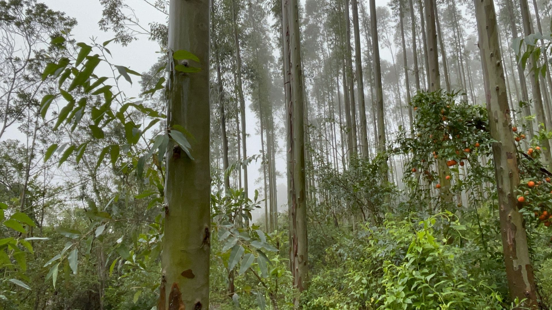 Fazenda de 75 ha em Osório, RS