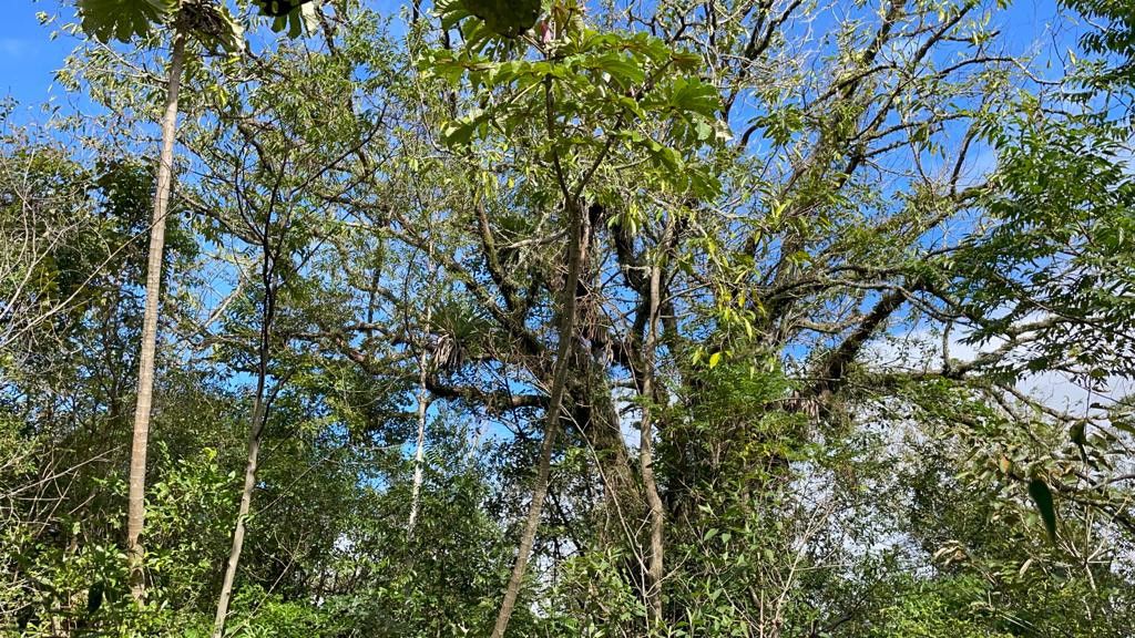 Fazenda de 75 ha em Osório, RS