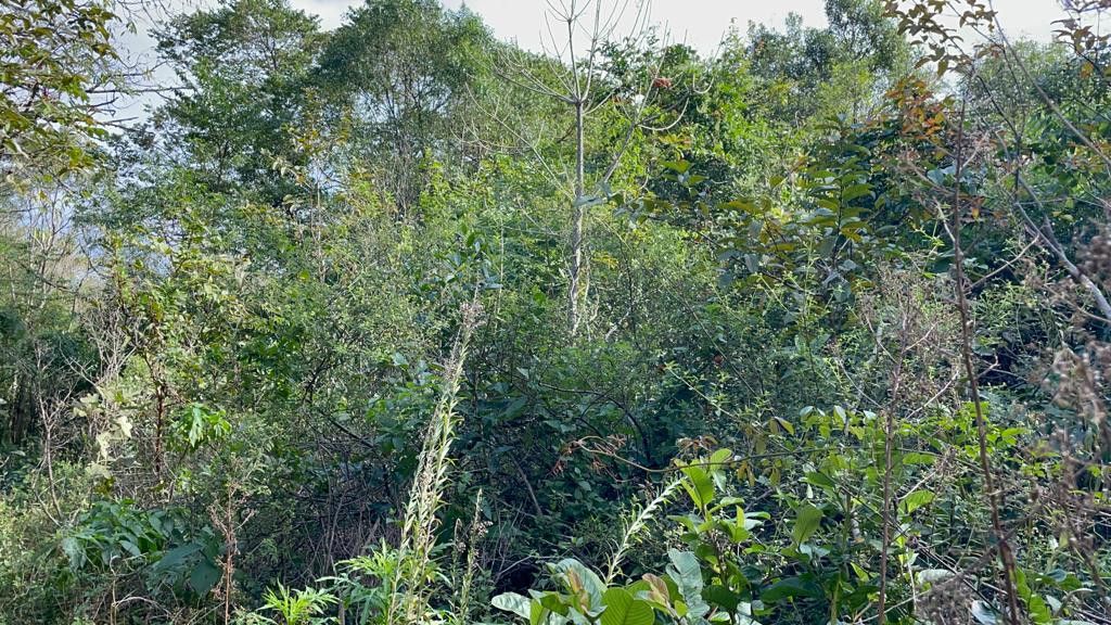 Fazenda de 75 ha em Osório, RS