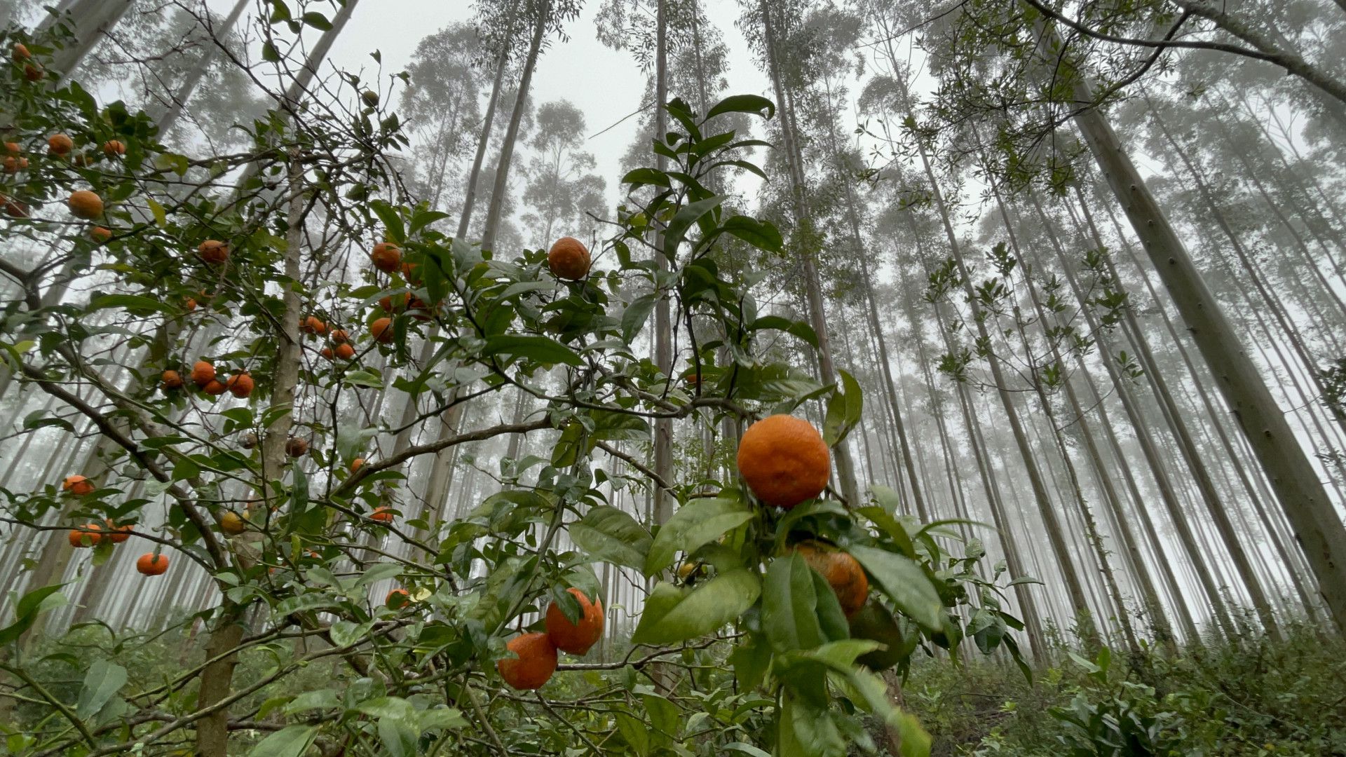 Fazenda de 75 ha em Osório, RS