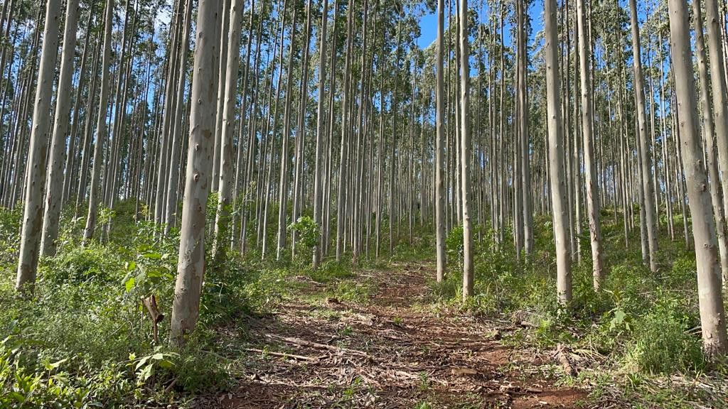 Fazenda de 75 ha em Osório, RS