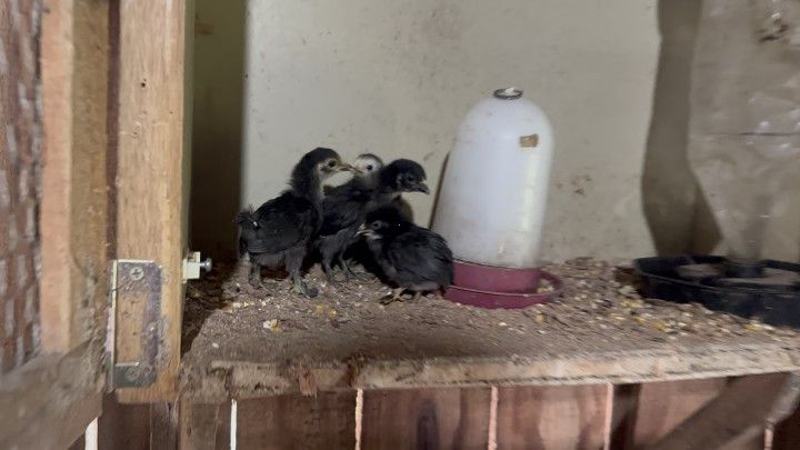 Chácara de 2.900 m² em Três Cachoeiras, RS