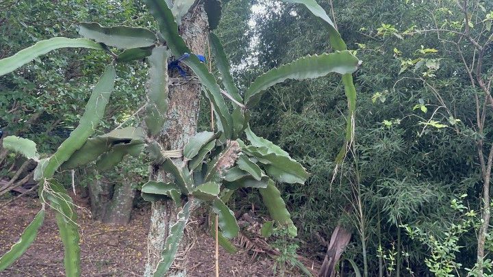 Chácara de 2.900 m² em Três Cachoeiras, RS