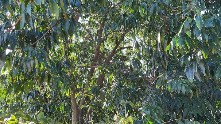 Chácara de 900 m² em Santo Antônio da Patrulha, RS