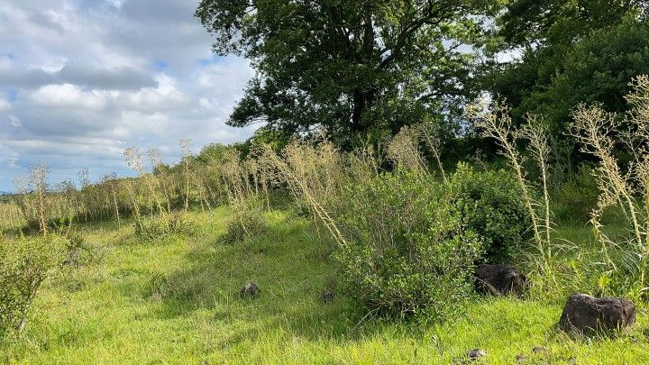 Chácara de 3 ha em Santo Antônio da Patrulha, RS