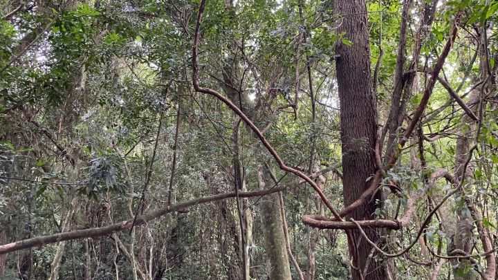 Chácara de 3 ha em Santo Antônio da Patrulha, RS