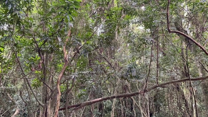 Chácara de 3 ha em Santo Antônio da Patrulha, RS