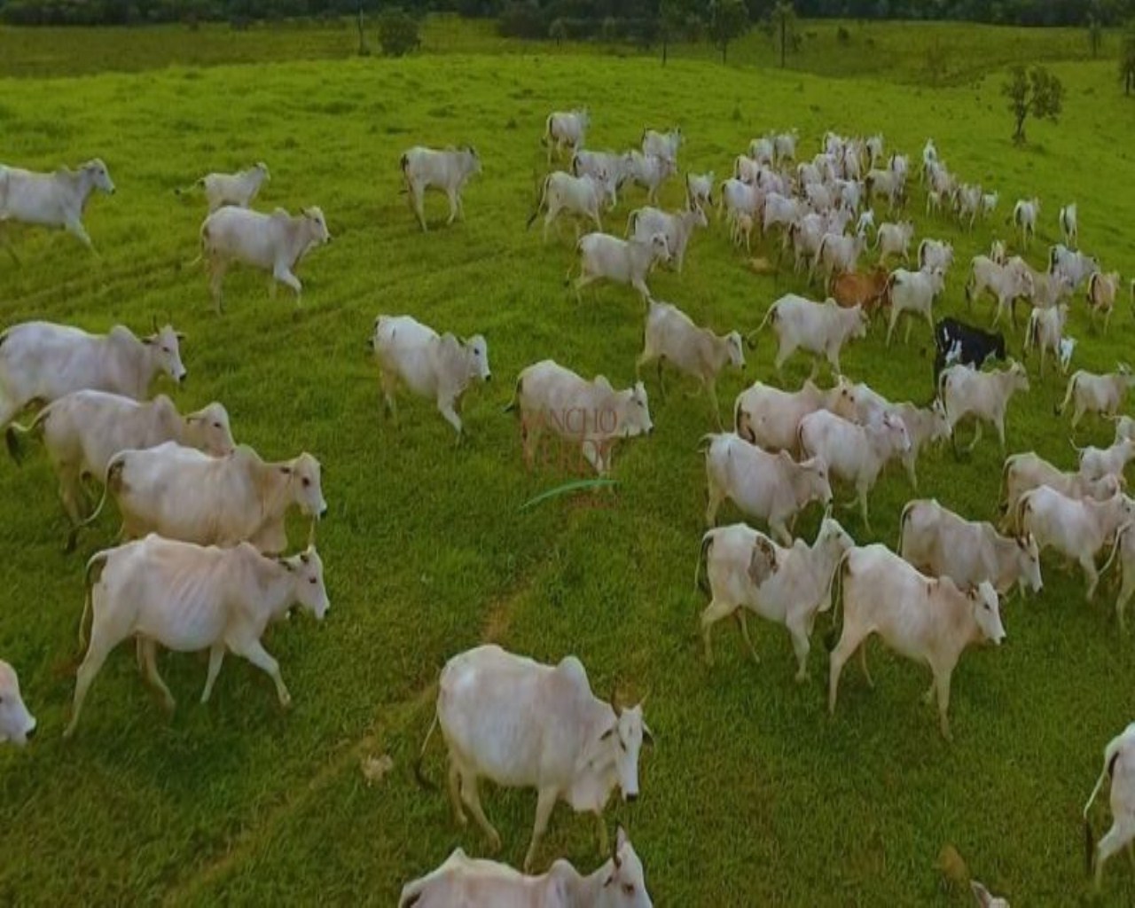 Fazenda de 850 ha em Luz, MG