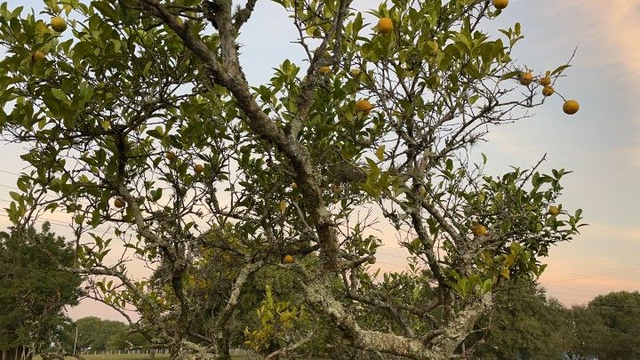 Chácara de 2.900 m² em Santo Antônio da Patrulha, RS