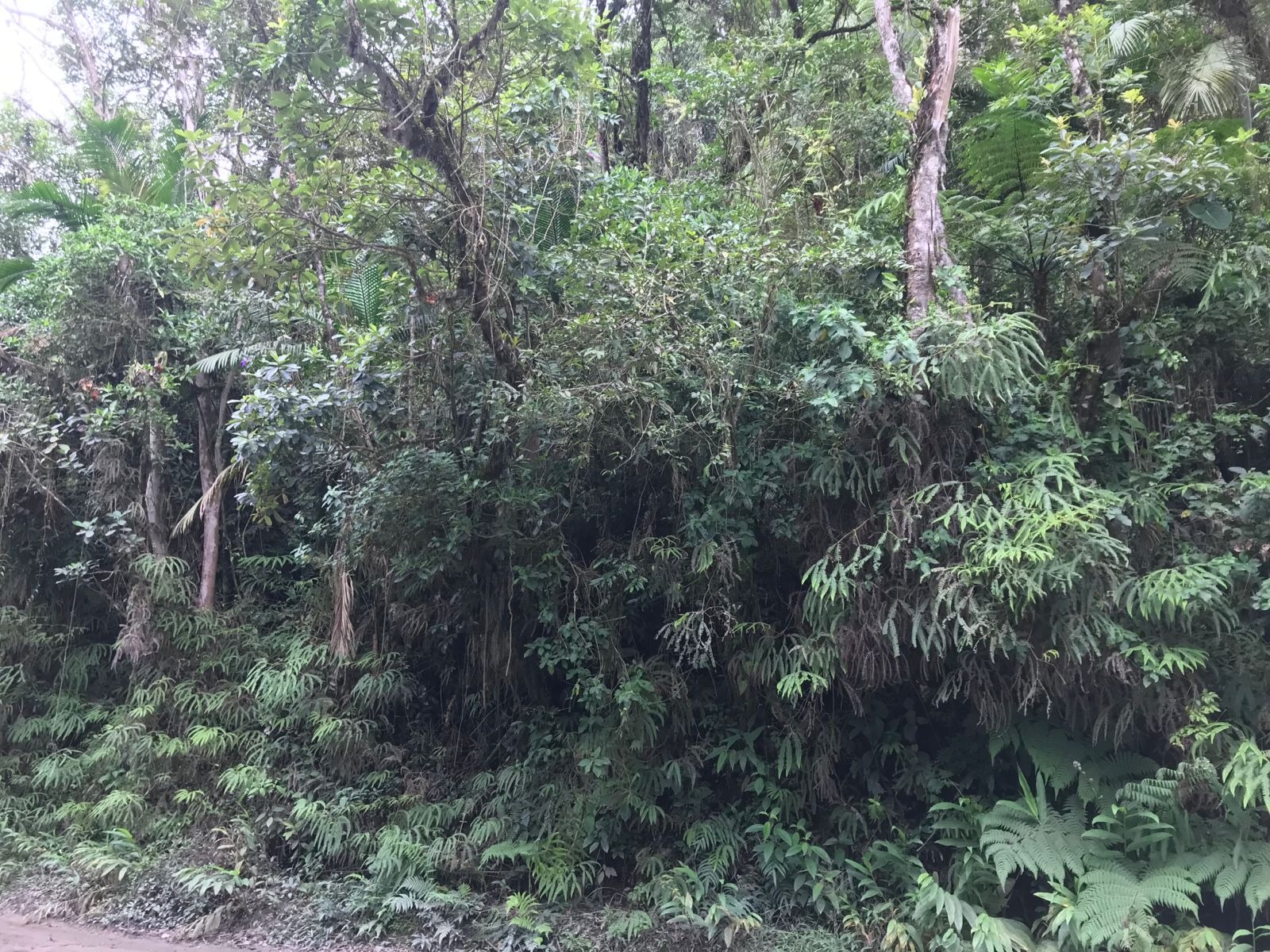 Chácara de 2 ha em Paraibuna, SP