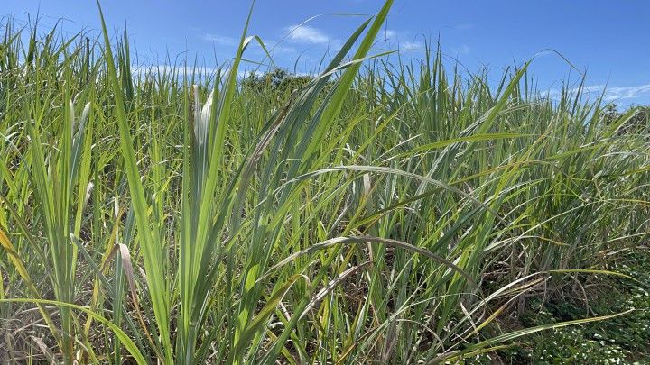 Chácara de 4.800 m² em Santo Antônio da Patrulha, RS