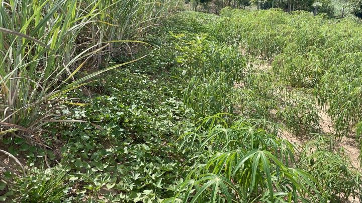 Chácara de 4.800 m² em Santo Antônio da Patrulha, RS