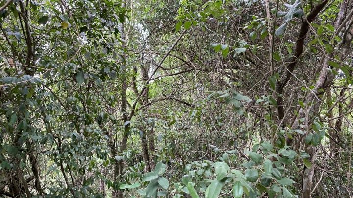 Terreno de 3 ha em Santo Antônio da Patrulha, RS