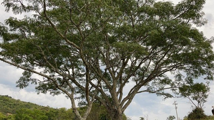 Terreno de 3 ha em Santo Antônio da Patrulha, RS