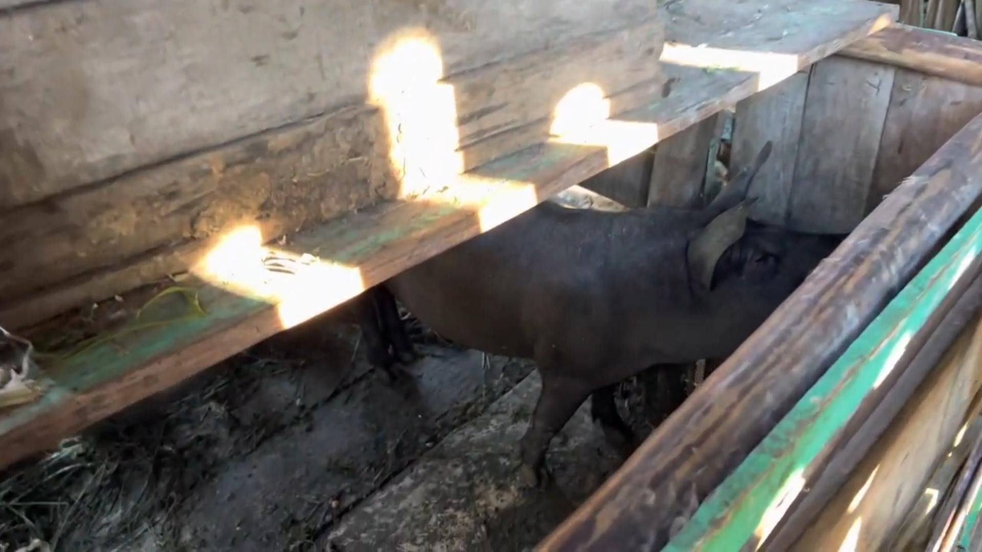 Chácara de 2 ha em Santo Antônio da Patrulha, RS