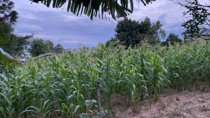 Chácara de 2 ha em Santo Antônio da Patrulha, RS