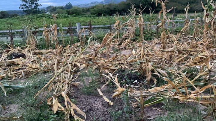 Chácara de 2 ha em Santo Antônio da Patrulha, RS