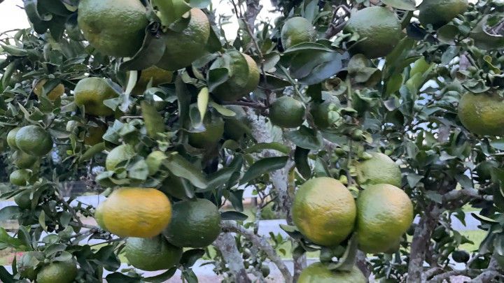 Chácara de 2 ha em Santo Antônio da Patrulha, RS