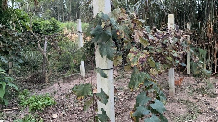 Chácara de 2 ha em Santo Antônio da Patrulha, RS