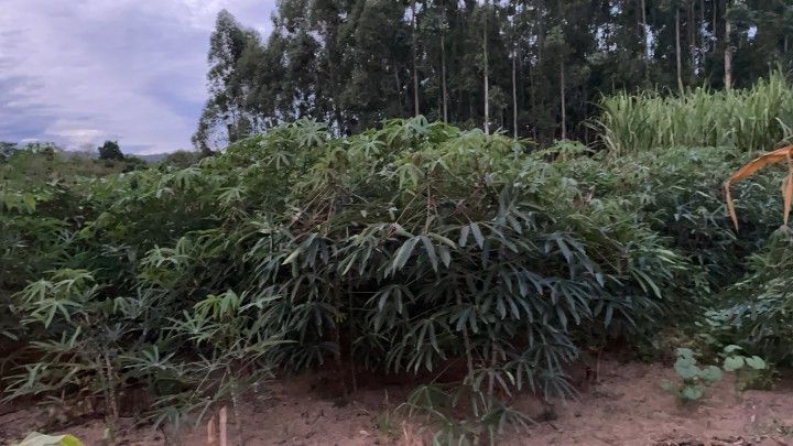 Chácara de 2 ha em Santo Antônio da Patrulha, RS