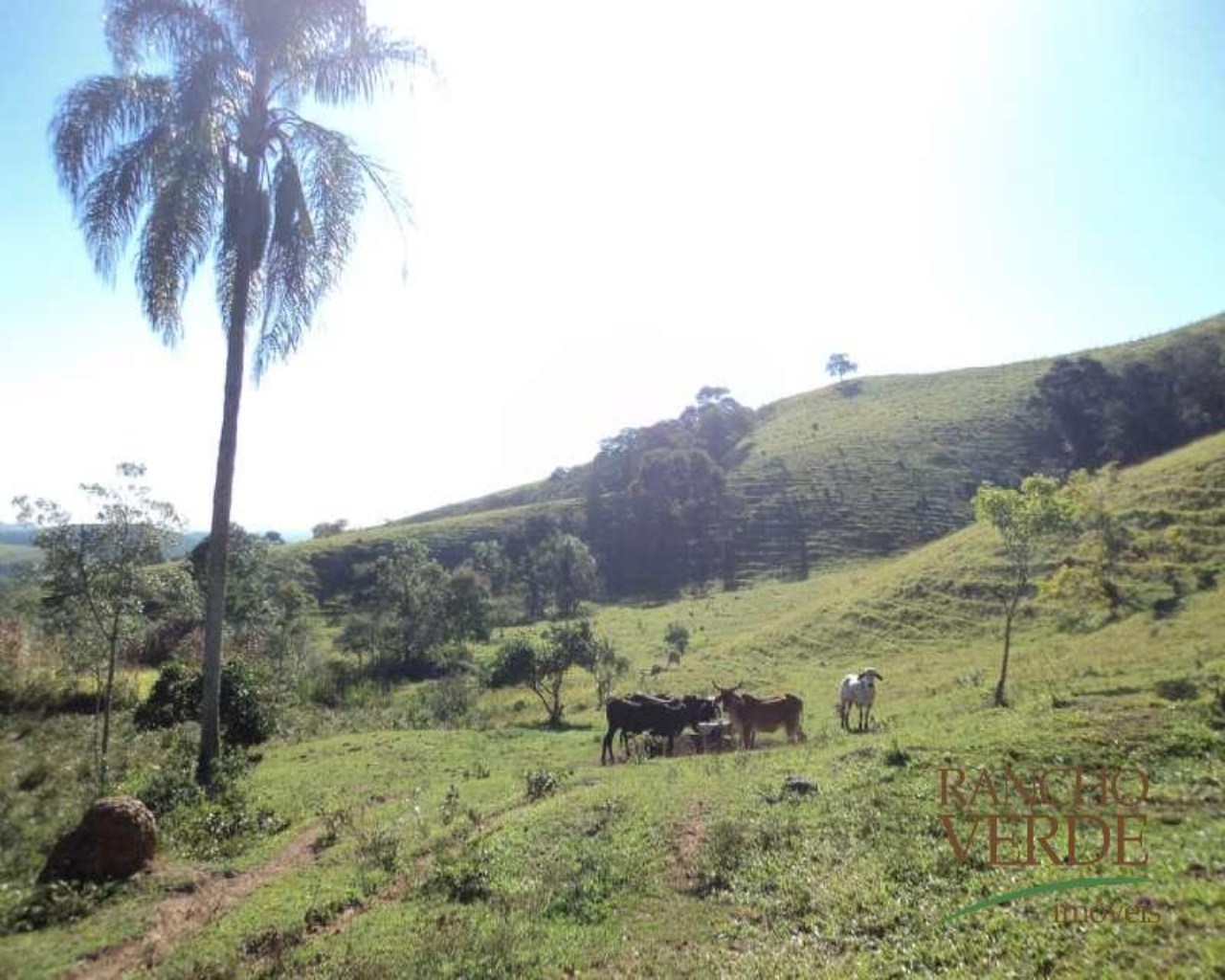 Sítio de 43 ha em Jambeiro, SP