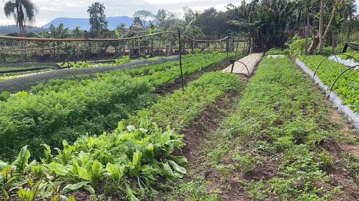 Chácara de 4.800 m² em Araricá, RS