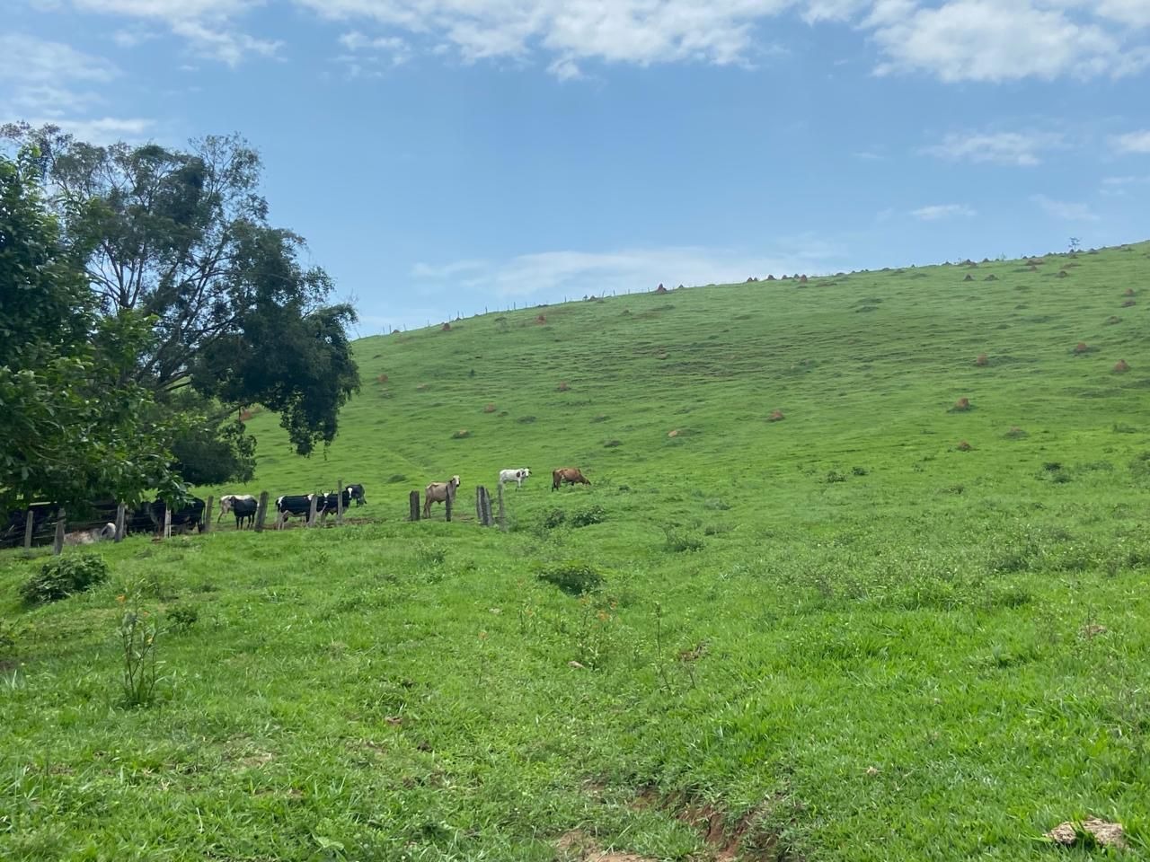 Fazenda de 174 ha em Lorena, SP