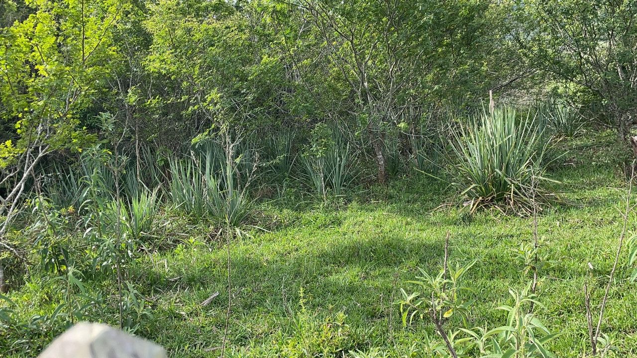 Terreno de 4 ha em Santo Antônio da Patrulha, RS