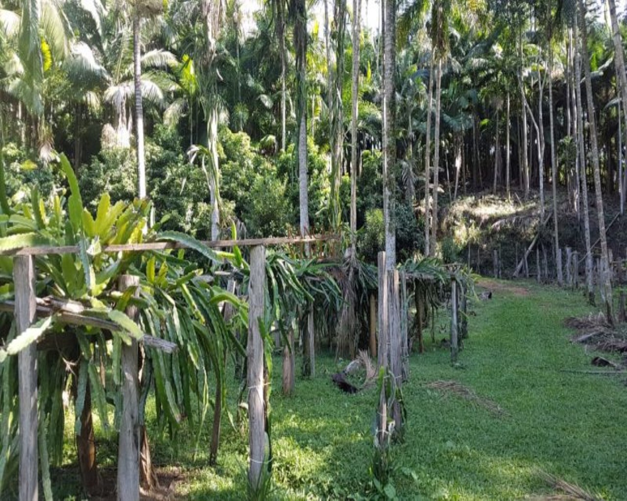 Fazenda de 9 ha em Jambeiro, SP