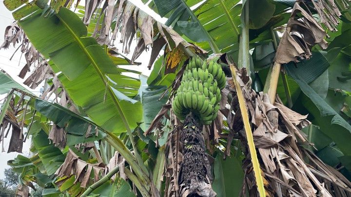 Chácara de 2.900 m² em Santo Antônio da Patrulha, RS