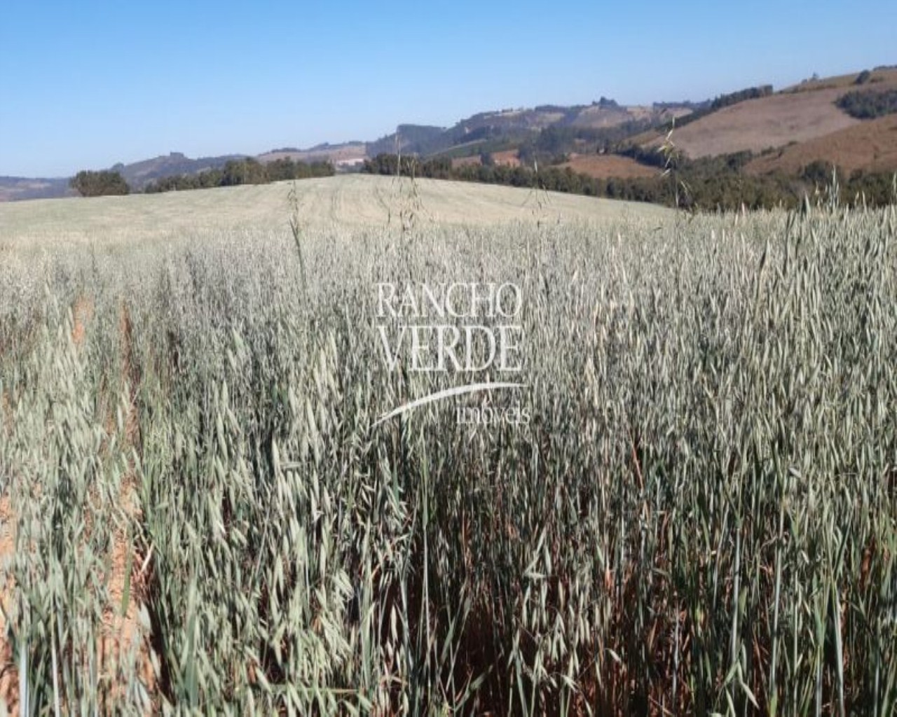 Fazenda de 63 ha em Turvolândia, MG