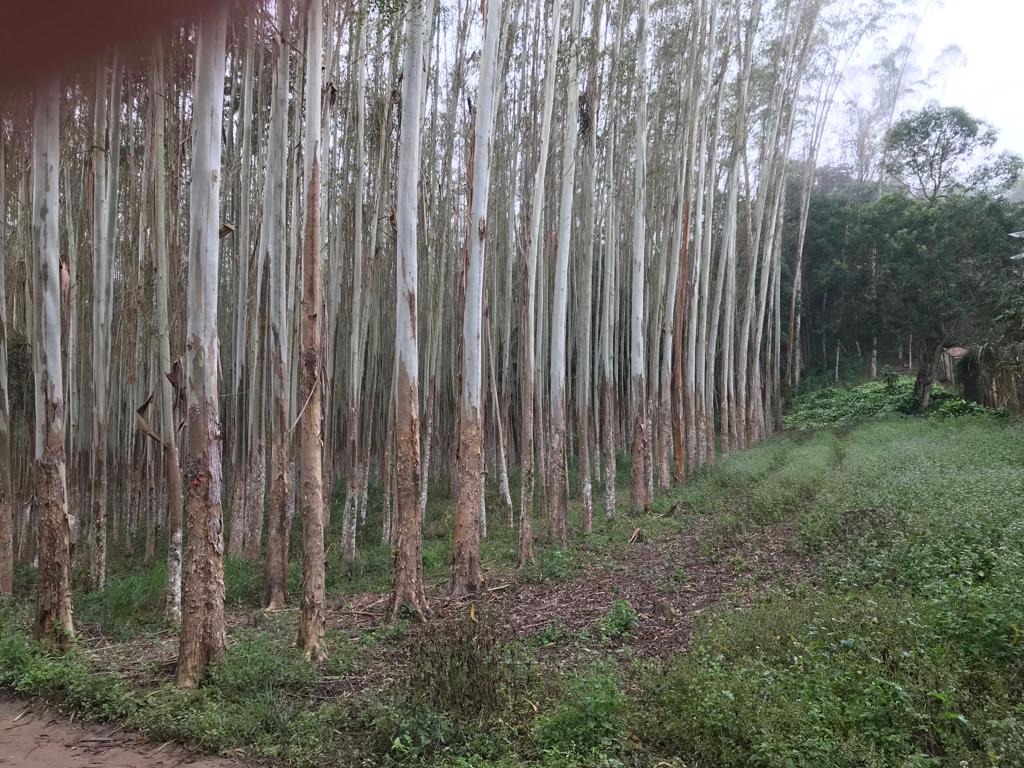 Sítio de 29 ha em Biritiba Mirim, SP