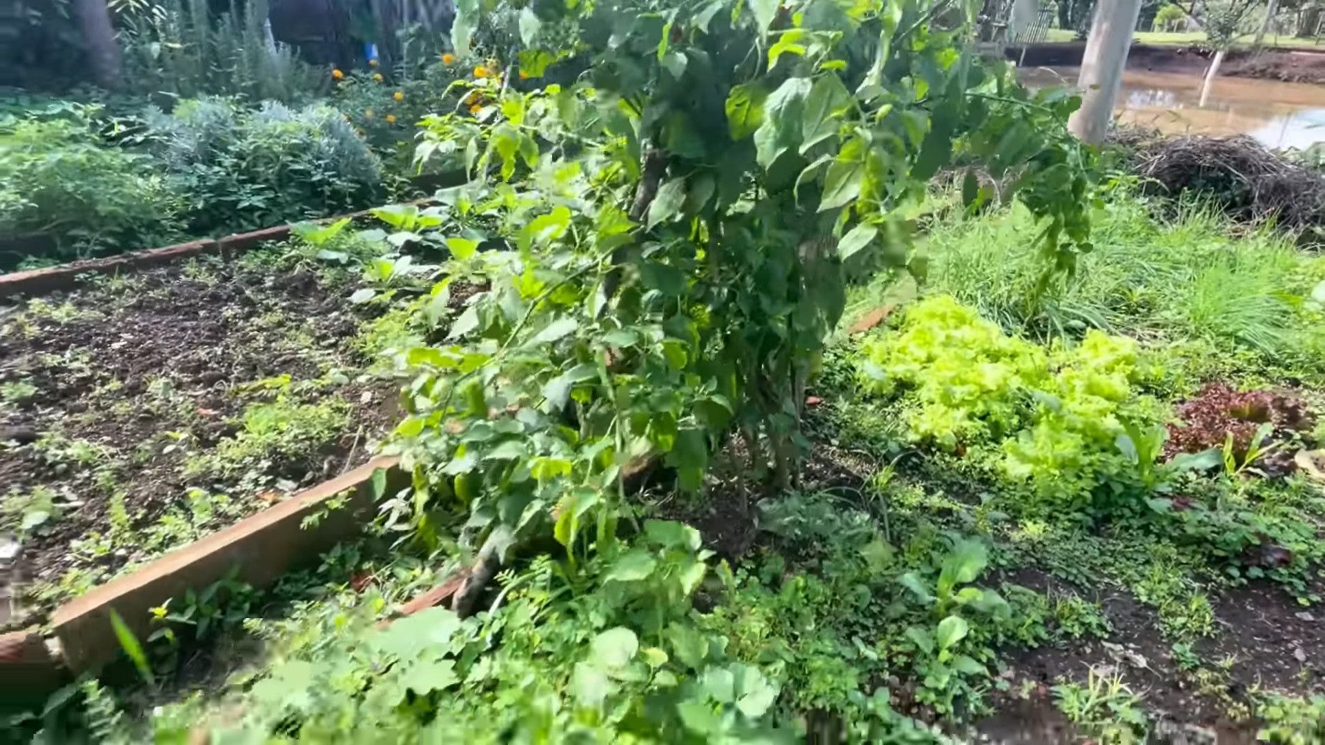 Chácara de 1.500 m² em Taquara, RS