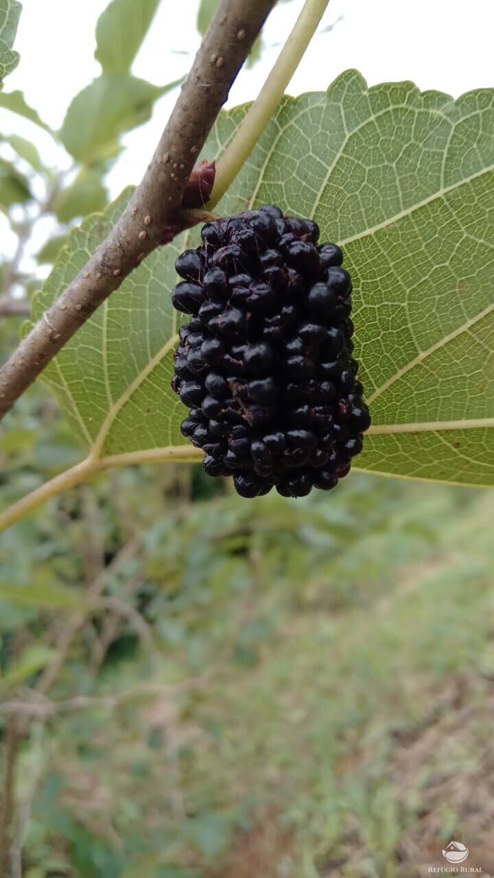 Sítio de 7 ha em São José dos Campos, SP